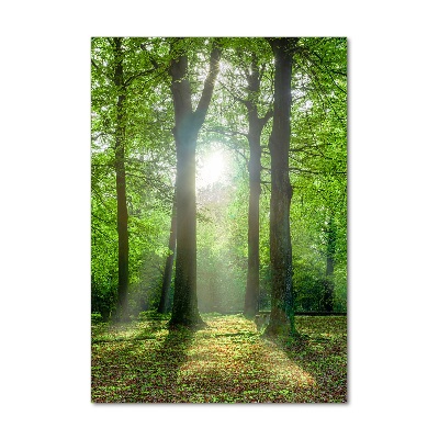 Foto auf glas vertikales Die Sonne im Wald