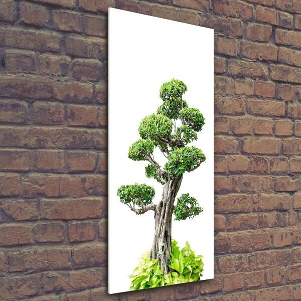 Foto auf glas vertikales Bonsai-Baum