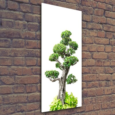 Foto auf glas vertikales Bonsai-Baum