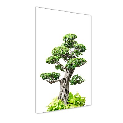 Foto auf glas vertikales Bonsai-Baum