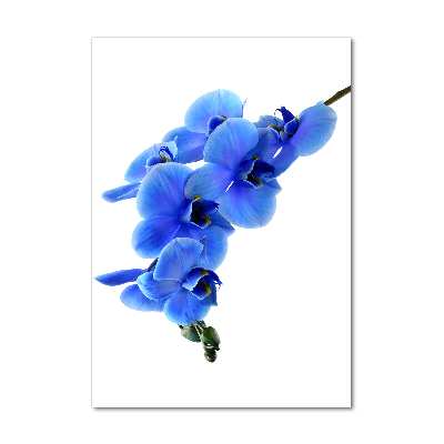 Foto auf glas vertikales Blaue Orchidee