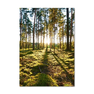 Bild aus glas vertikales Kiefernwald