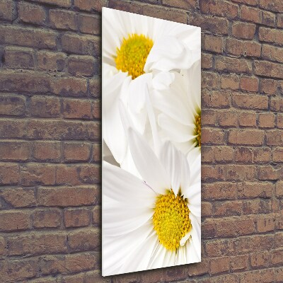 Bild aus glas vertikales Gänseblümchen