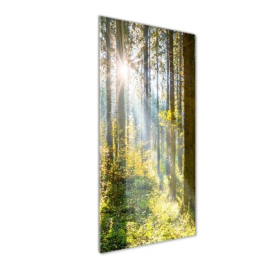 Glasbild vertikales Die Sonne im Wald