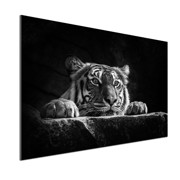 Glasrückwand für die küche Tiger