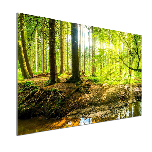 Glasrückwand für die küche Sonnenstrahlen im Wald