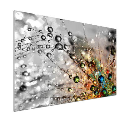 Glasrückwand für die küche Löwenzahnsamen