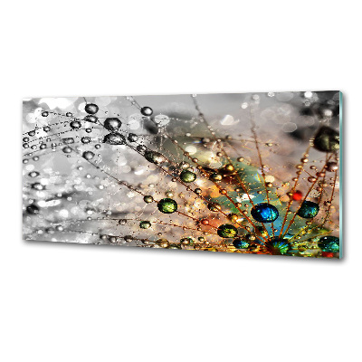 Glasrückwand für die küche Löwenzahnsamen