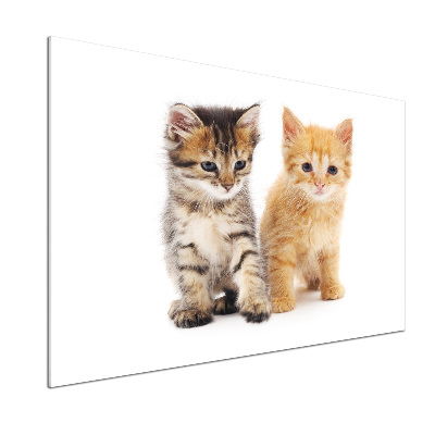 Platte für Küchenrückwand Braune und rote Katze