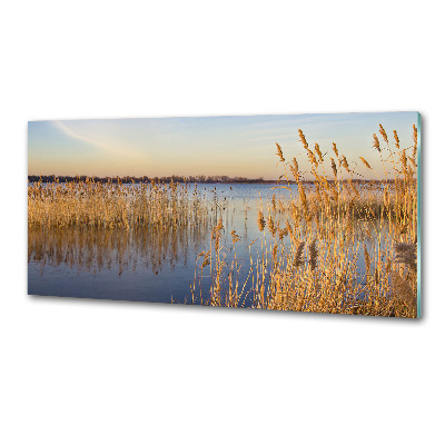 Glasrückwand für die küche Schilfrohr