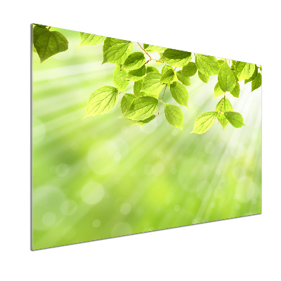 Glasrückwand für die küche Blätter