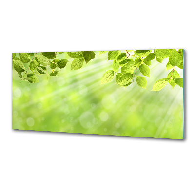 Glasrückwand für die küche Blätter