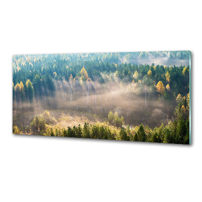 Küchen wandpaneel Nebel im Wald