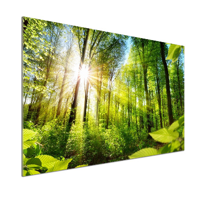 Glasrückwand für die küche Wald in der Sonne