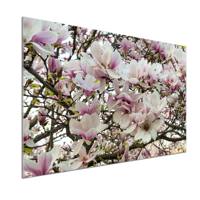 Glasrückwand für die küche Magnolienblüten
