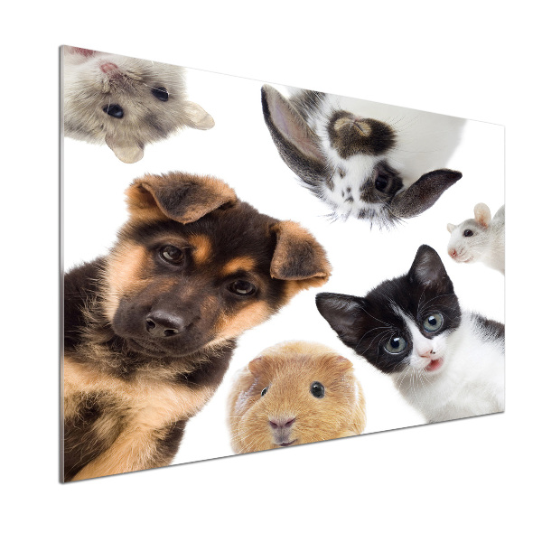 Glasrückwand für die küche Haustiere