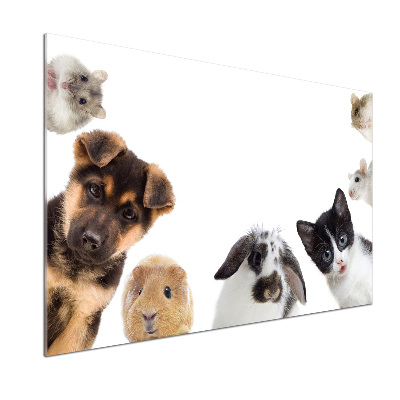 Platte für Küchenrückwand Haustiere