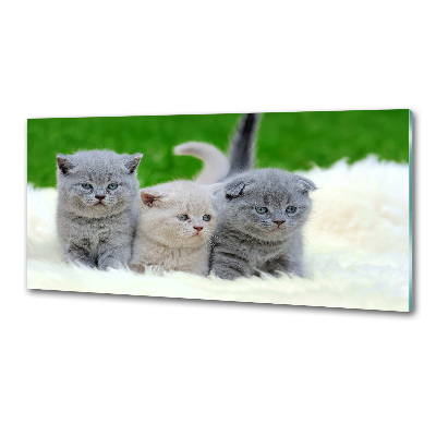 Platte für Küchenrückwand Drei Katzen auf einer Decke