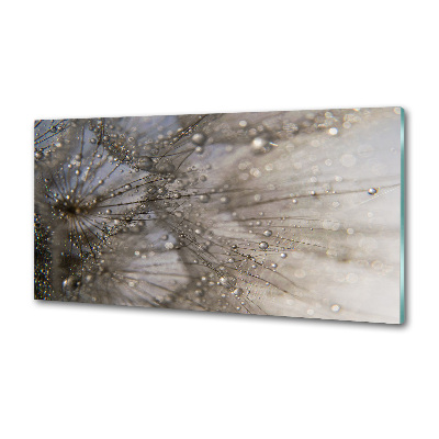 Küchen wandpaneel Löwenzahnsamen