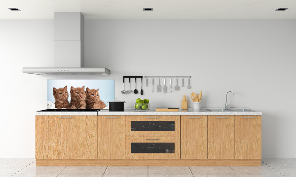 Küchen wandpaneel Kätzchen auf einem Handtuch