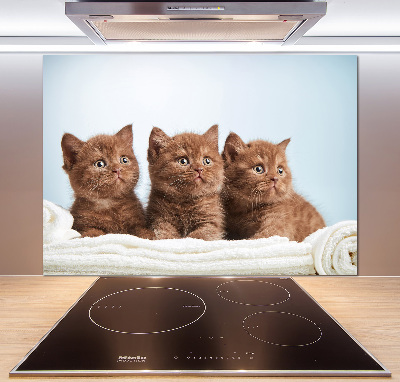 Küchen wandpaneel Kätzchen auf einem Handtuch