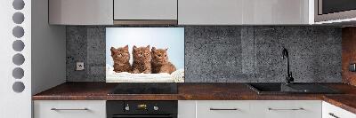 Küchen wandpaneel Kätzchen auf einem Handtuch