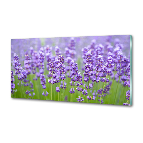 Glasrückwand für die küche Lavendel