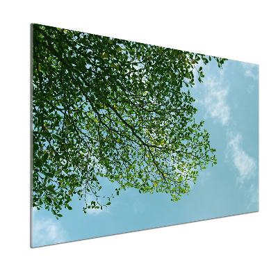 Glasrückwand für die küche Blätter am Himmel