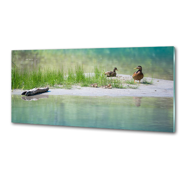 Platte für Küchenrückwand Enten am Wasser