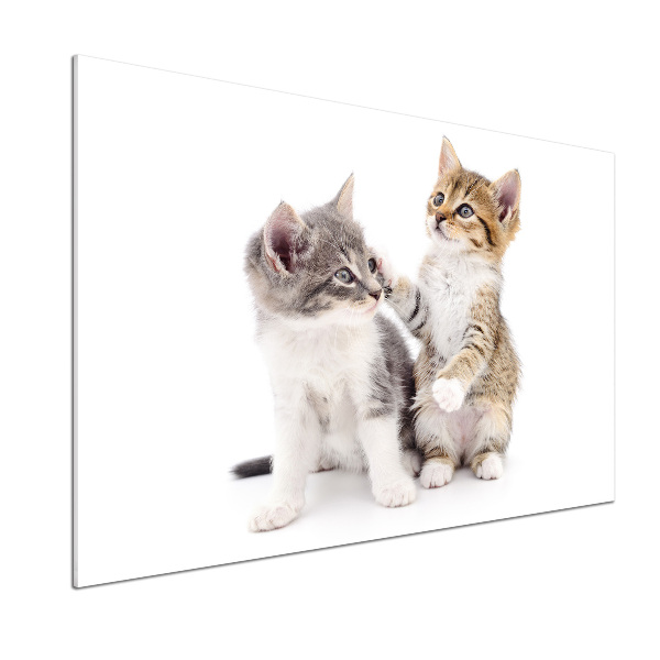 Glasrückwand für die küche Zwei kleine Katzen