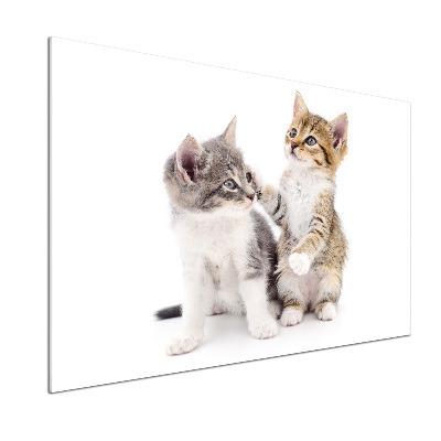 Glasrückwand für die küche Zwei kleine Katzen