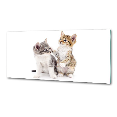 Glasrückwand für die küche Zwei kleine Katzen