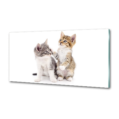 Glasrückwand für die küche Zwei kleine Katzen