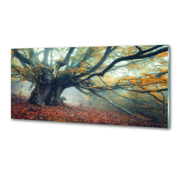 Glasrückwand für die küche Alter Baum