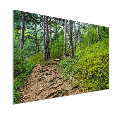 Glasrückwand für die küche Waldweg