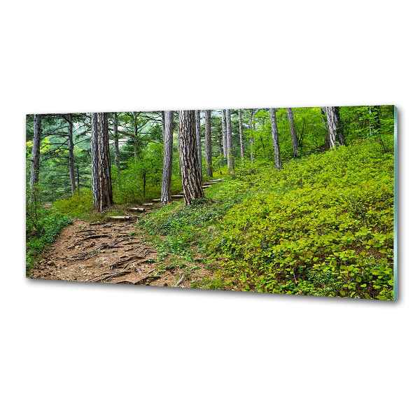 Glasrückwand für die küche Waldweg