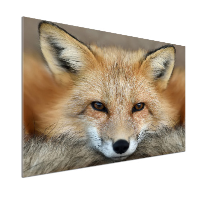 Küchen wandpaneel Fuchs