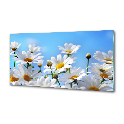 Küchen wandpaneel Gänseblümchen