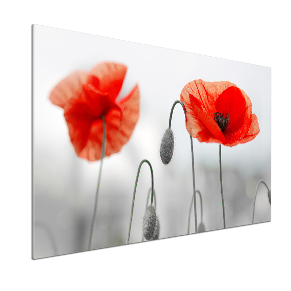 Glasrückwand für die küche Mohnblumen