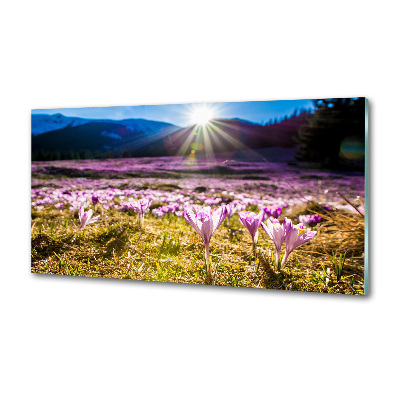Küchen wandpaneel Krokusse auf der Lichtung
