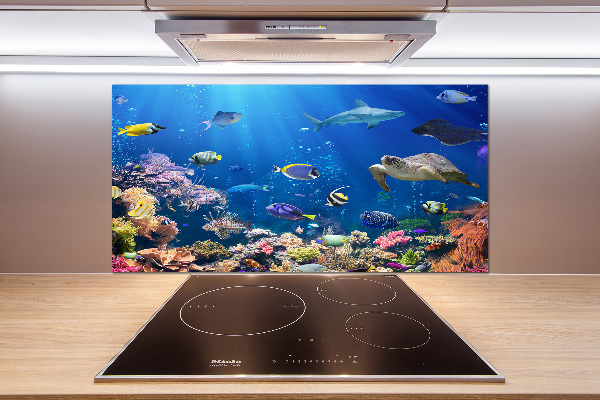 Glasrückwand für die küche Korallenriff