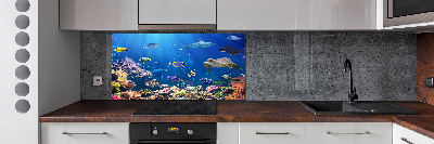 Glasrückwand für die küche Korallenriff