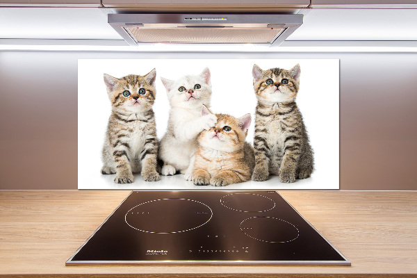 Platte für Küchenrückwand Kleine Katzen