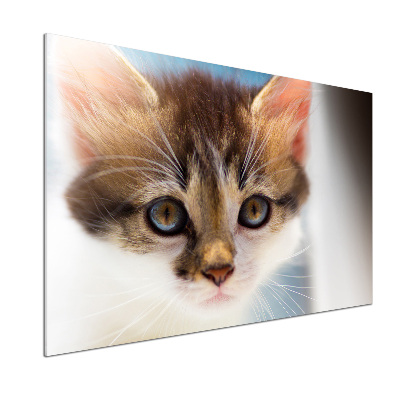 Küchen wandpaneel Kleine Katze