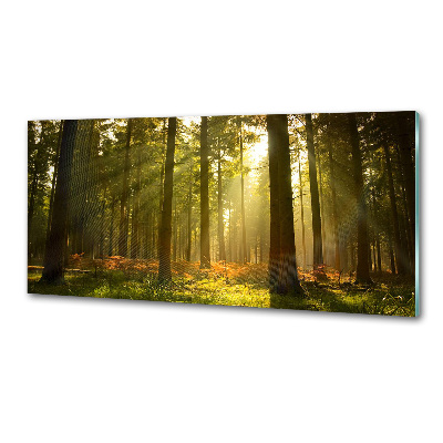 Glasrückwand für die küche Wald in der Sonne