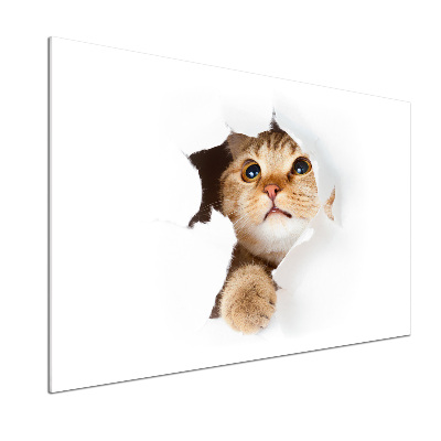 Glasrückwand für die küche Katze im Loch