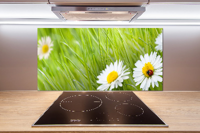 Küchen wandpaneel Gänseblümchen