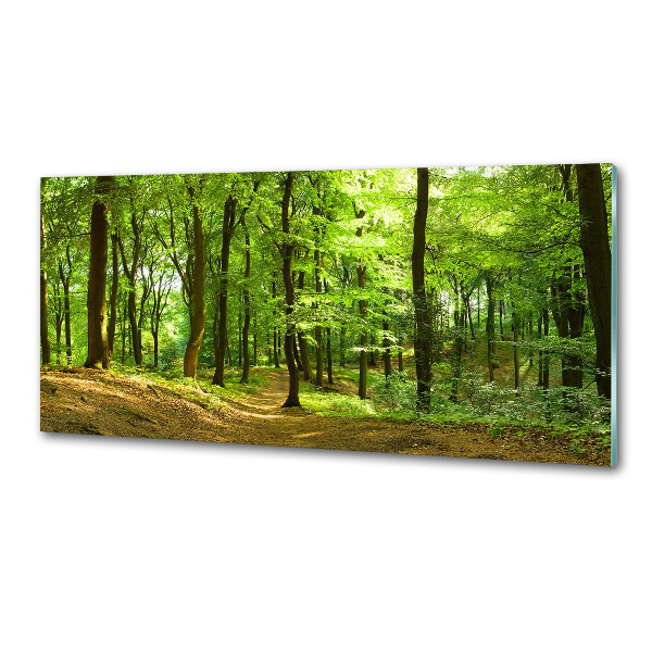 Glasrückwand für die küche Waldweg