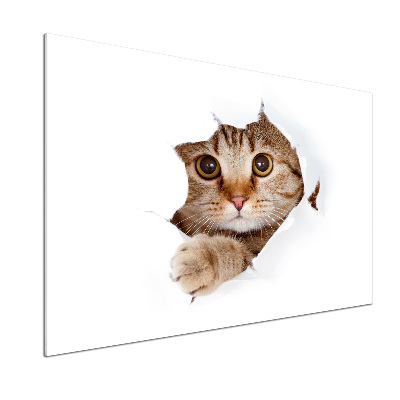 Küchen wandpaneel Katze