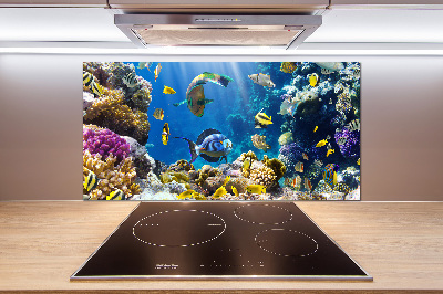 Glasrückwand für die küche Korallenriff